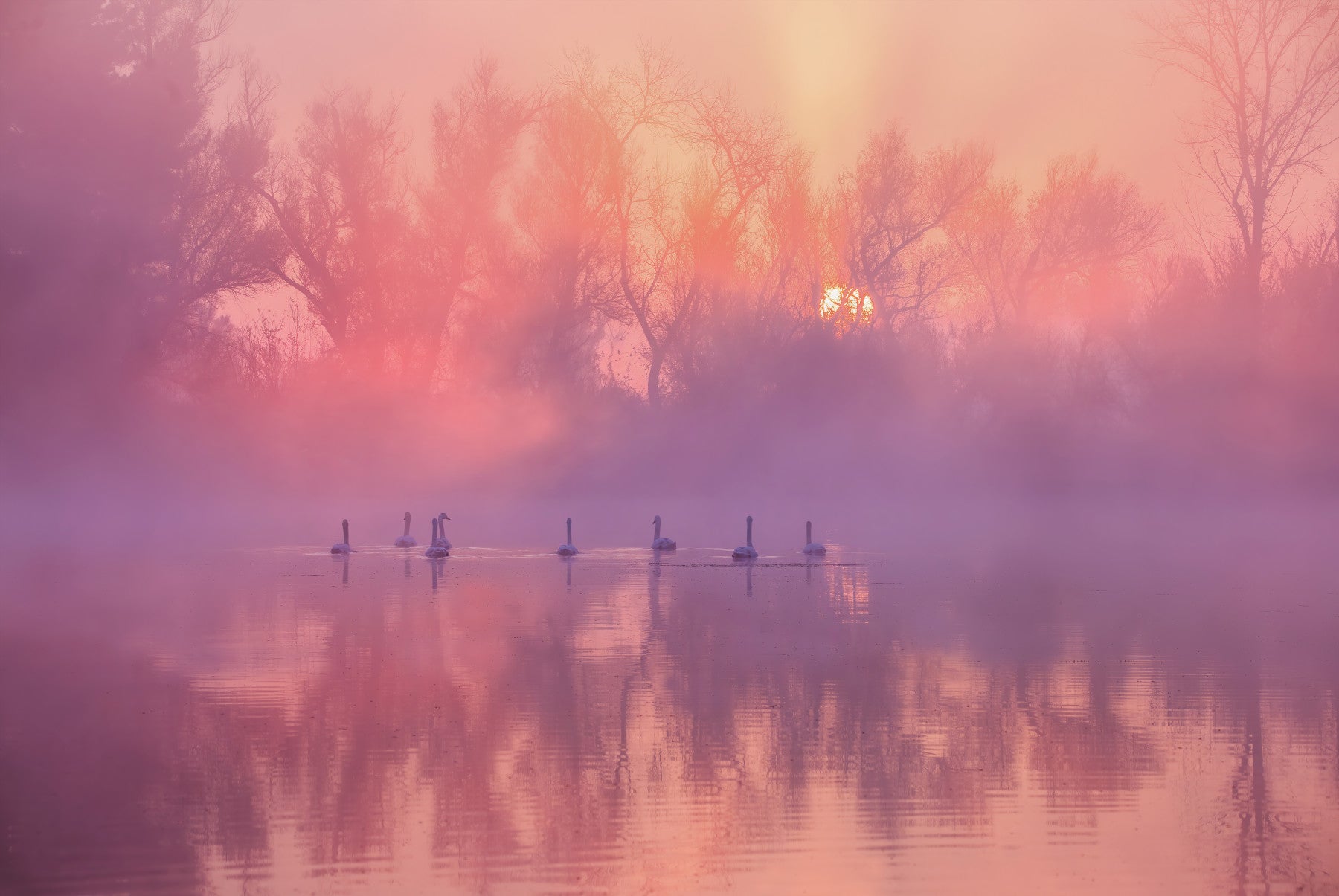 Swan Lake Sunrise Wall Mural -2343606