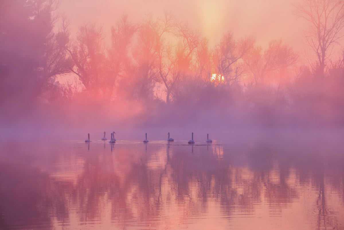 Fresque murale Lever de soleil sur le lac des cygnes -2343606 in your room — zoomed