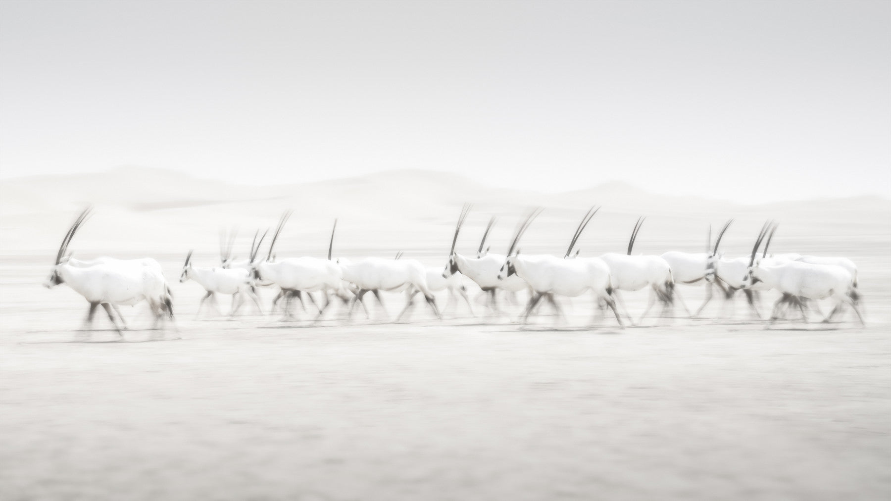 Oryx Mirage Wall Mural -2163973