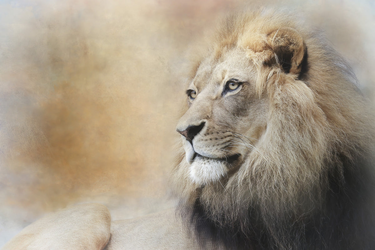 Fresque murale Regard Majestueux du Lion -2244312