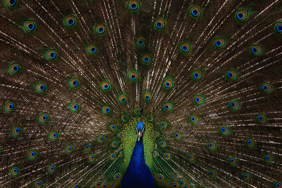 Peacock Pride Wall Mural -2533418