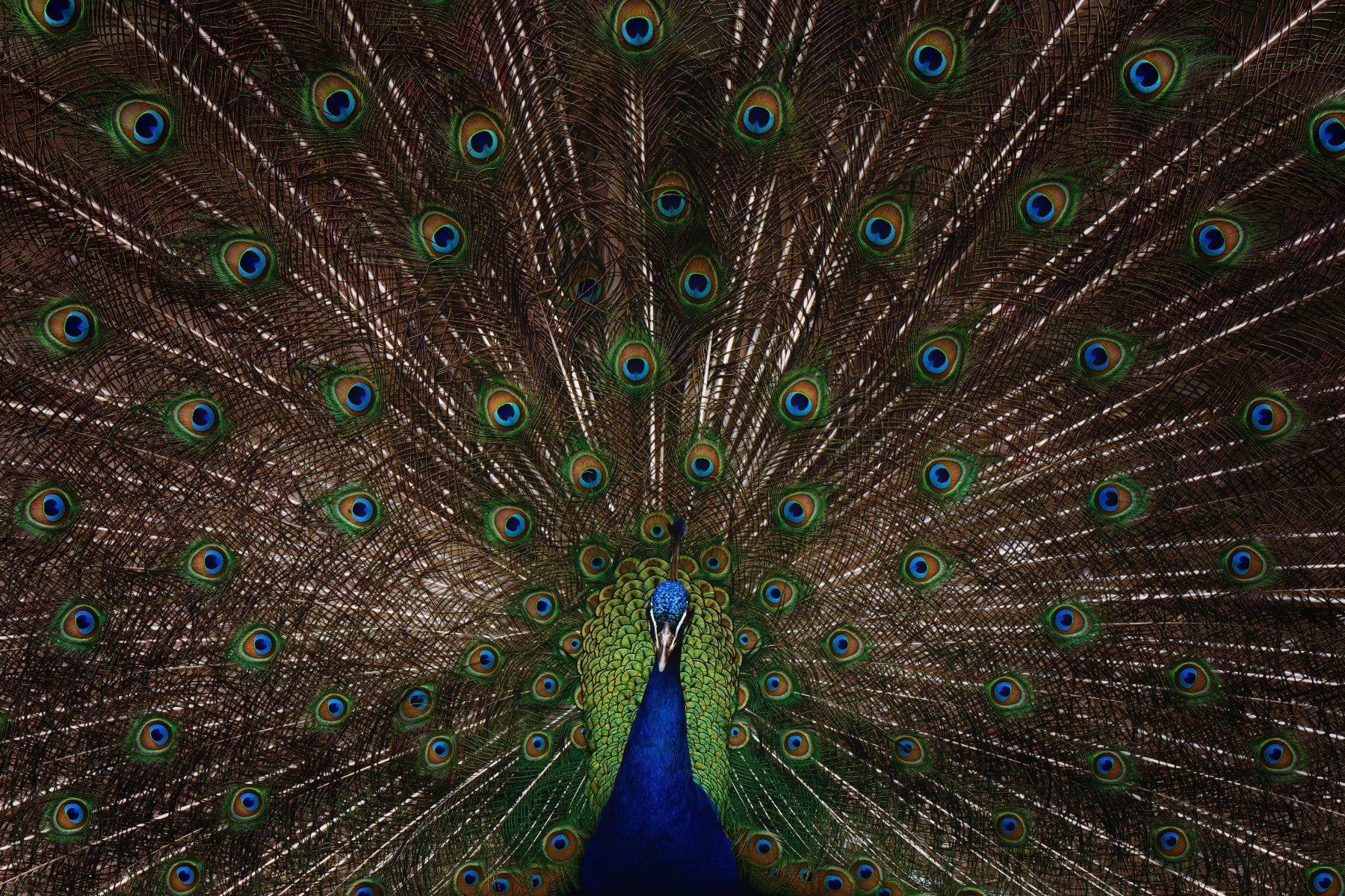 Peacock Pride Wall Mural -2533418 in your room — zoomed