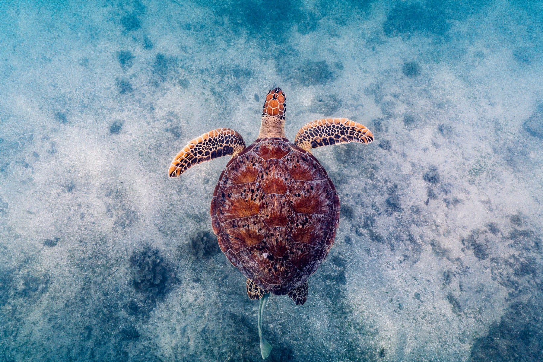 Sea Turtle Serenity Wall Mural -2523878 in your room — zoomed