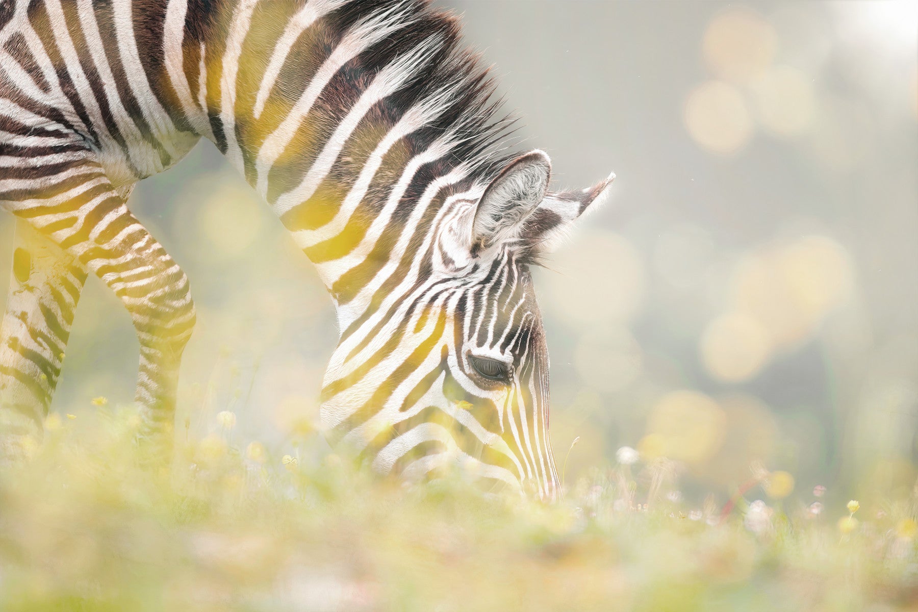 Zebra's Grazing Gaze Wall Mural - 2234347