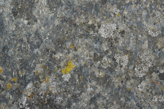 Lichen Rock Texture Wall Mural -2566591