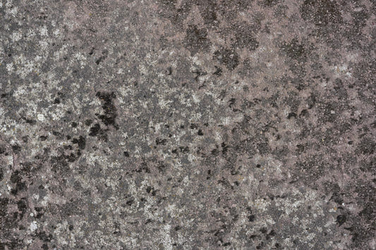 Fresque murale Lichen Bloom -2566617