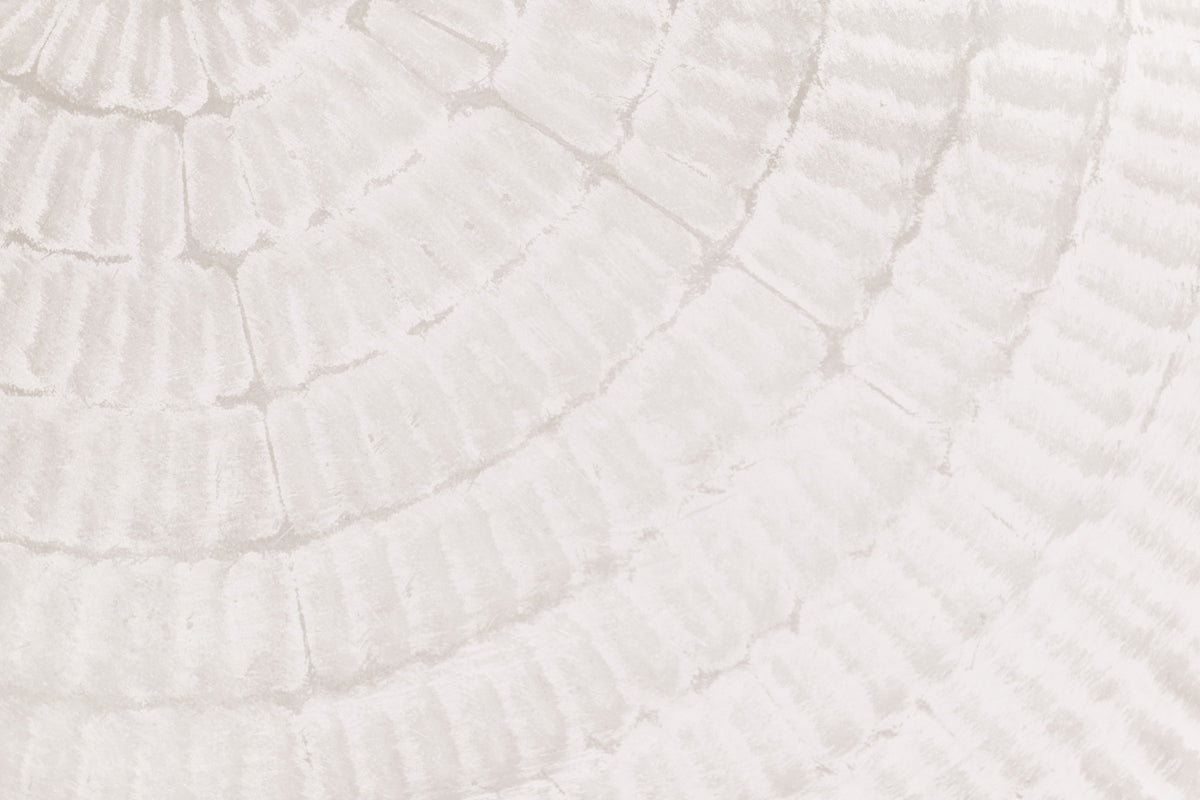 Oyster Shell Echo Wall Mural -2306169