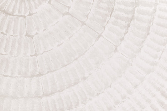 Oyster Shell Echo Wall Mural -2306169