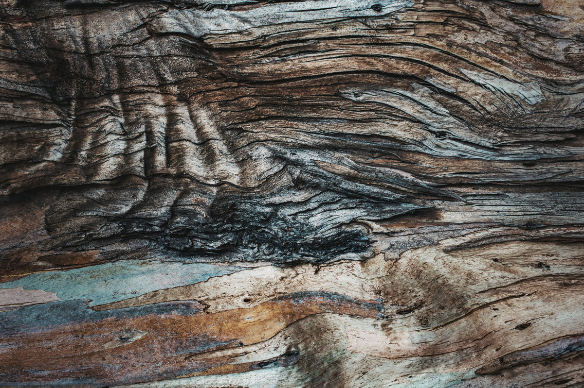Papier peint panoramique texture écorce d'eucalyptus -2226209