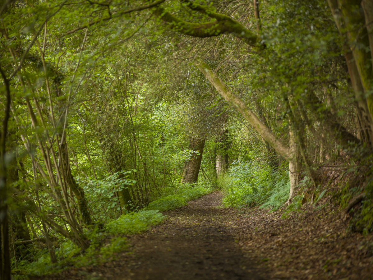 Emerald Forest Journey Wall Mural in your room — zoomed