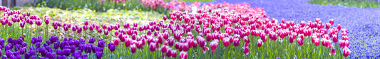 Fresque murale Pays des Tulipes