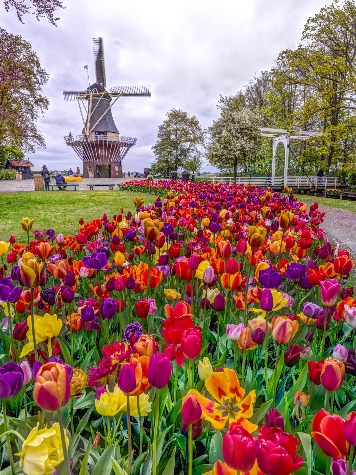 Tulip Windmill Garden Wall Mural in your room