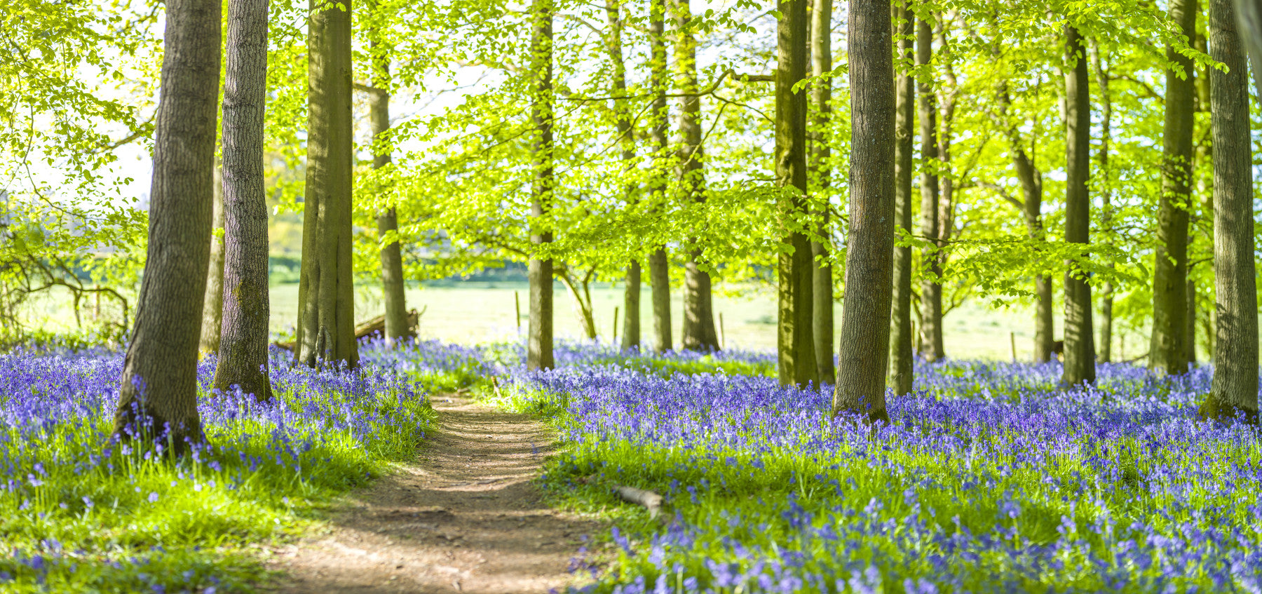Bluebell Wonderland Wall Mural in your room — zoomed