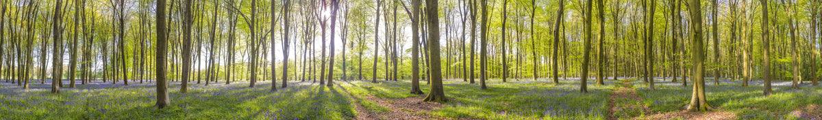Bluebell Woods Wall Mural in your room — zoomed