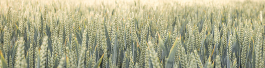 Whispering Wheat Fields Wall Mural