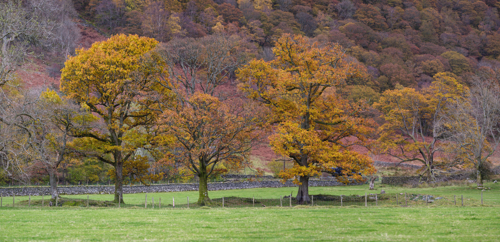 Fall Foliage Retreat Wall Mural