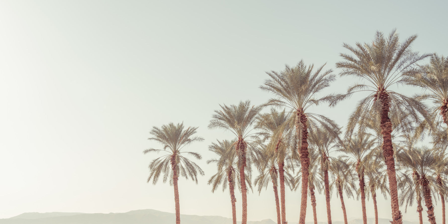 Palm Oasis Hues Wall Mural