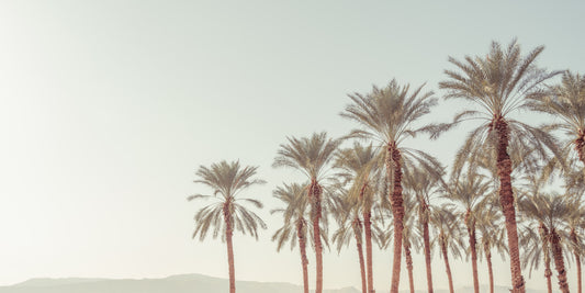 Fresque murale Palm Oasis Hues