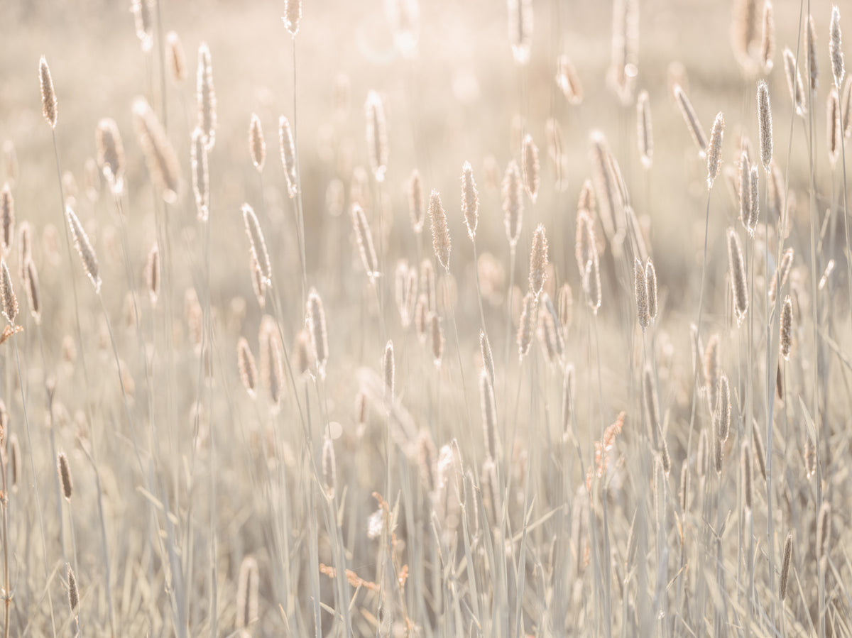 Nature's Bliss Wall Mural in your room — zoomed