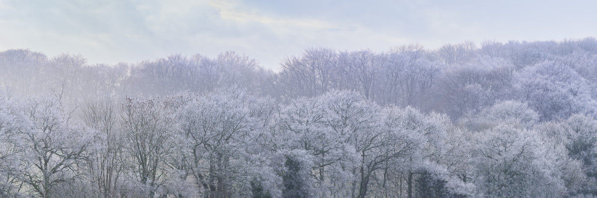 Winter's Whispers Wall Mural in your room