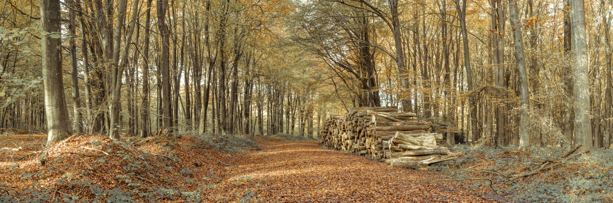 Fresque murale scène forêt d'automne
