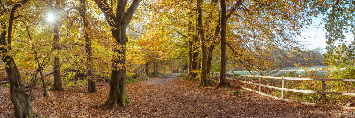 Pathway Covered in Fall Leaves Wall Mural in your room