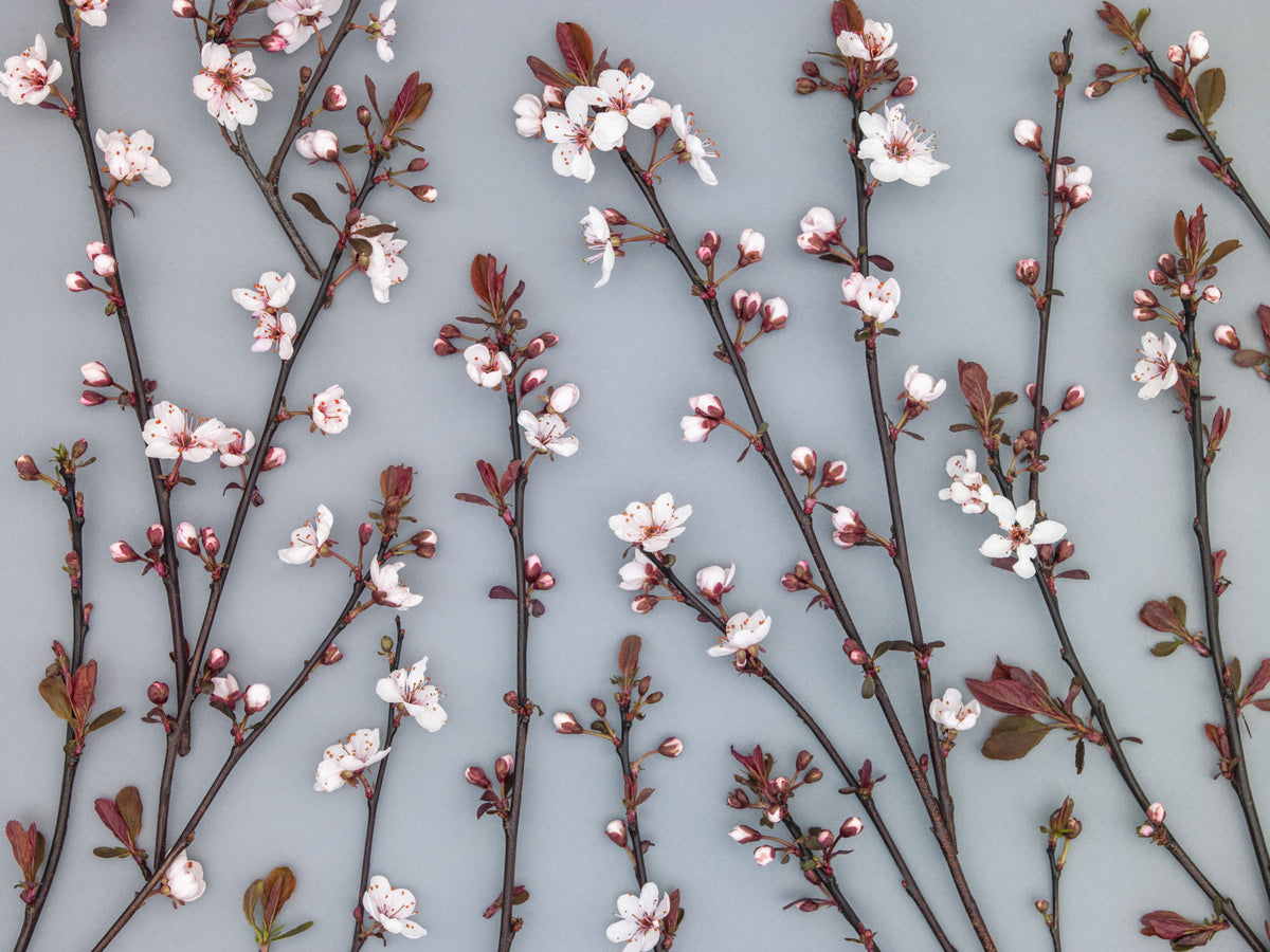 Ornamental Cherry Plant Wall Mural in your room — zoomed