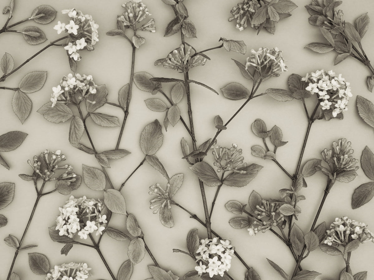 Delicate Blossoms of Spring Wall Mural