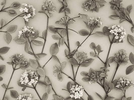 Delicate Blossoms of Spring Wall Mural
