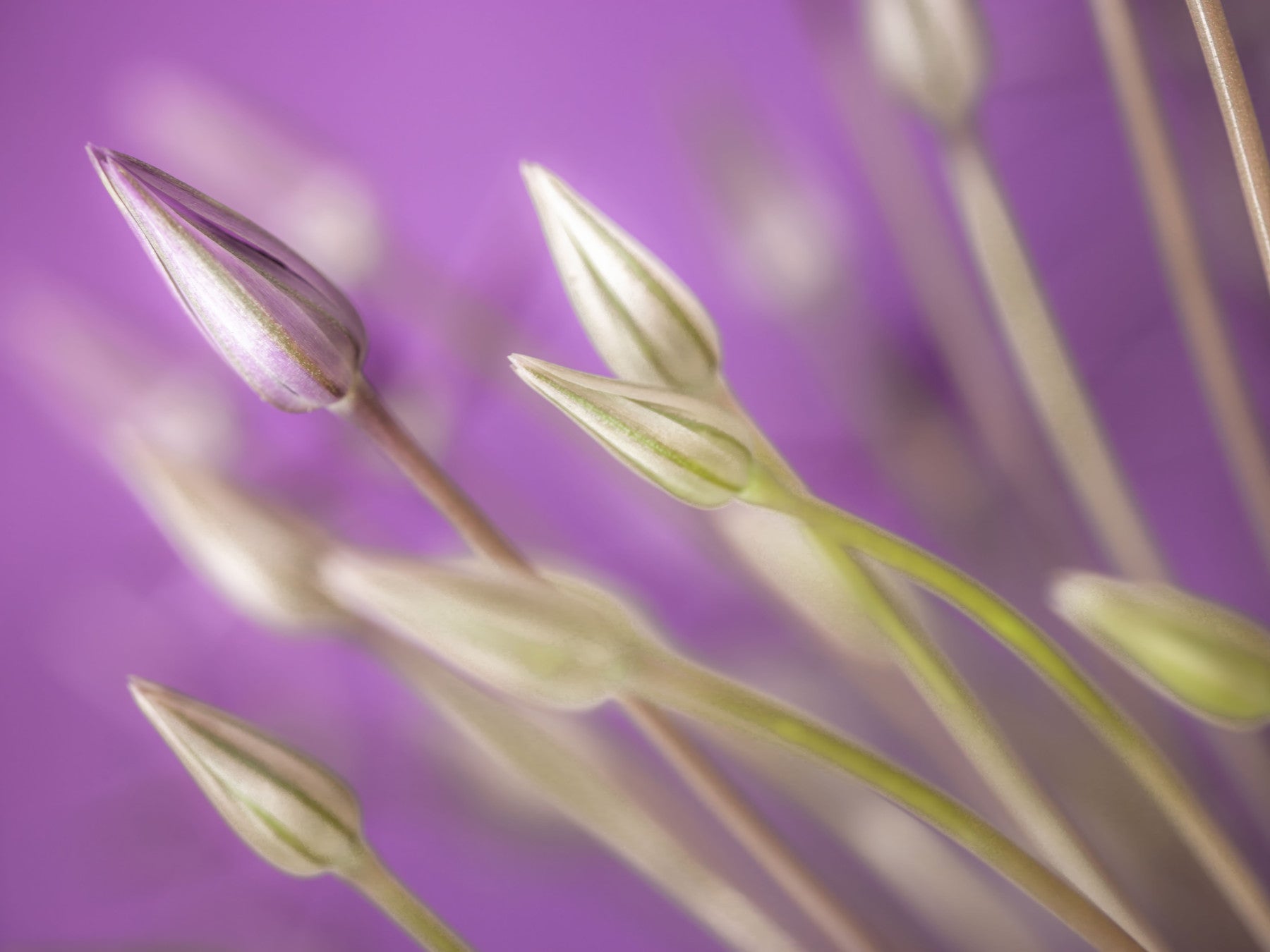 Purple Alliums Wall Mural