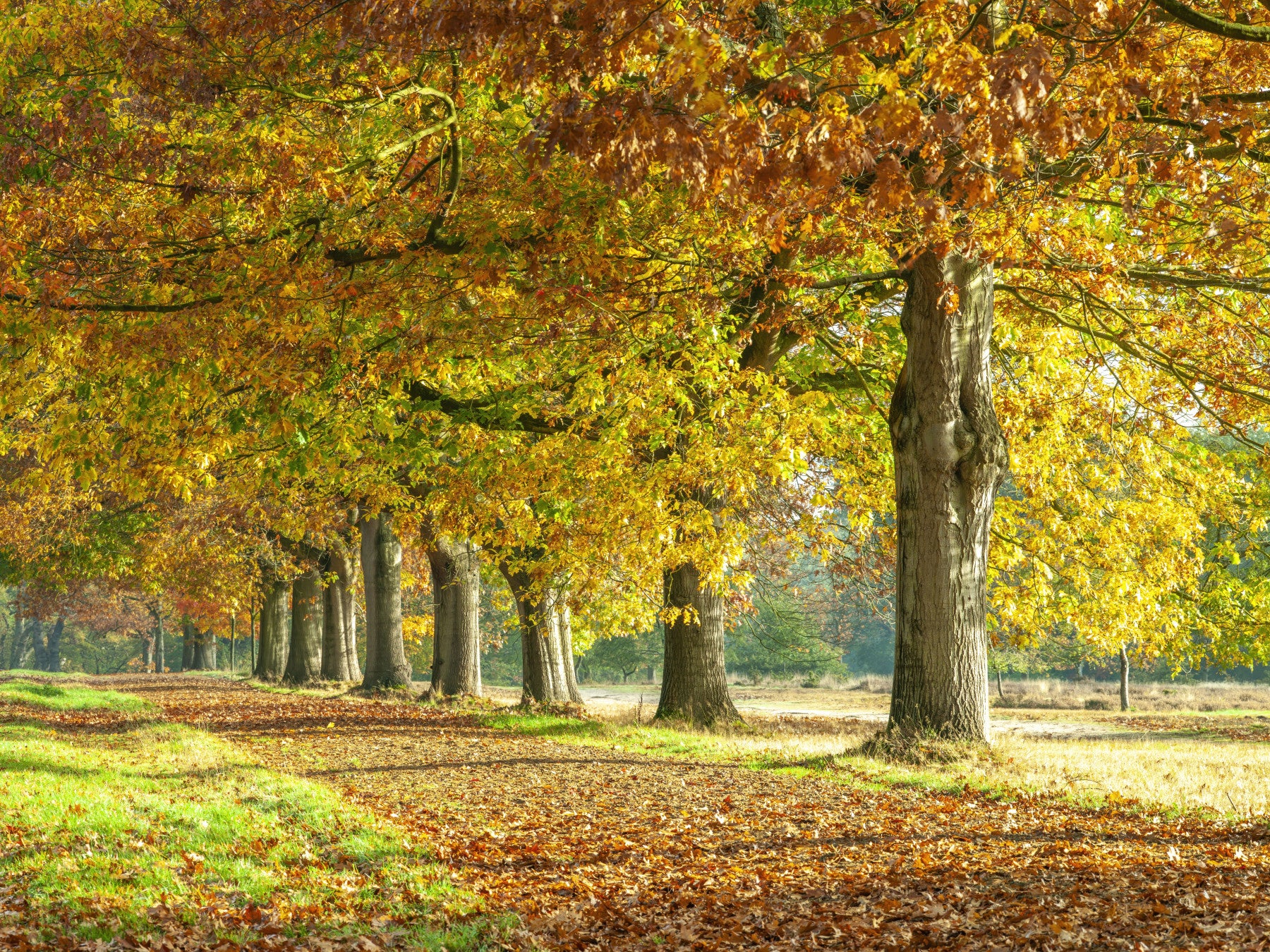 Autumn's Avenues Wall Mural