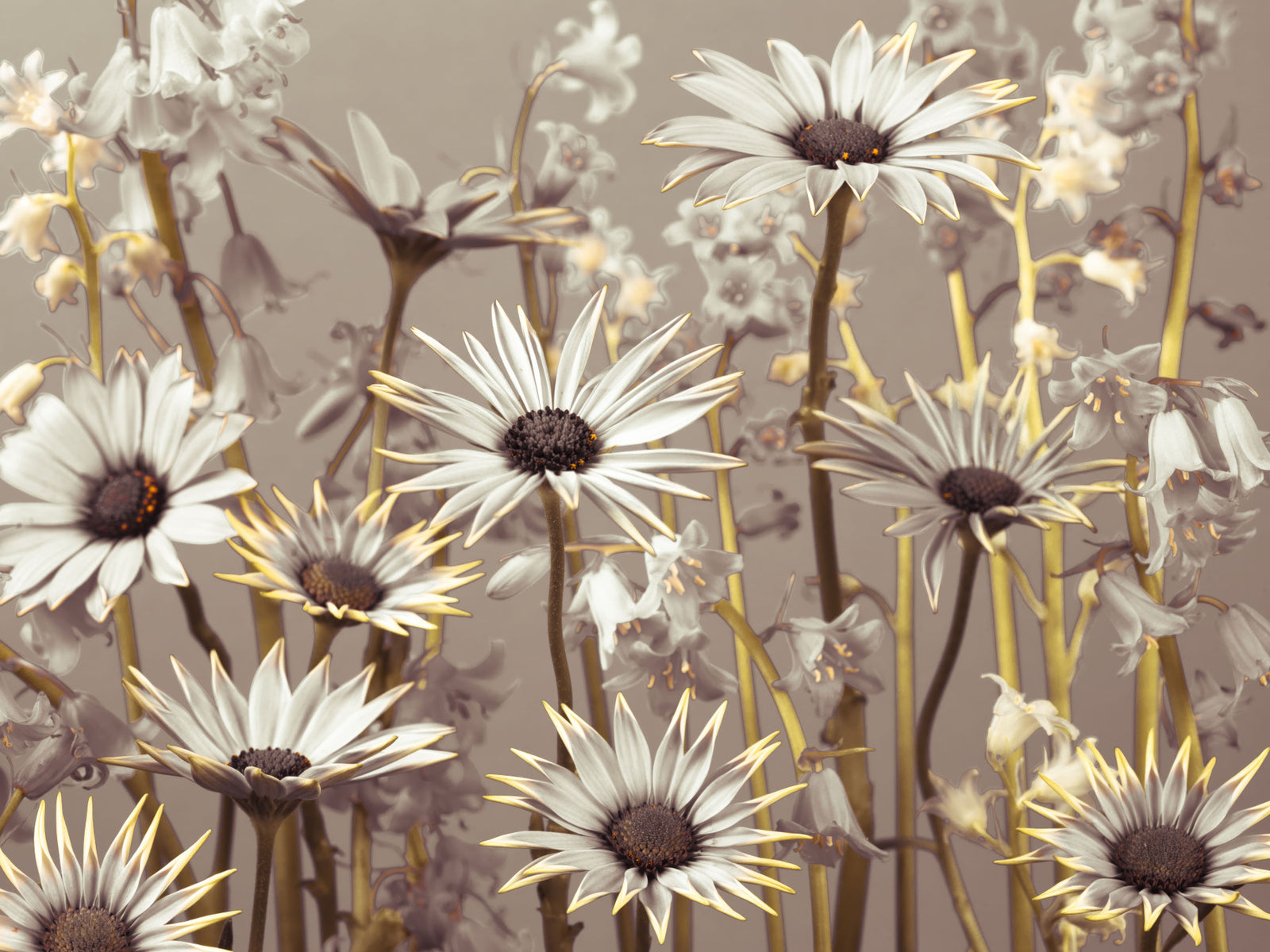 Daisy Dream Wall Mural