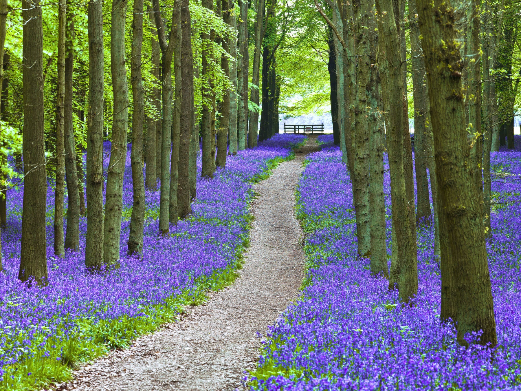 Bluebell Trail Wall Mural