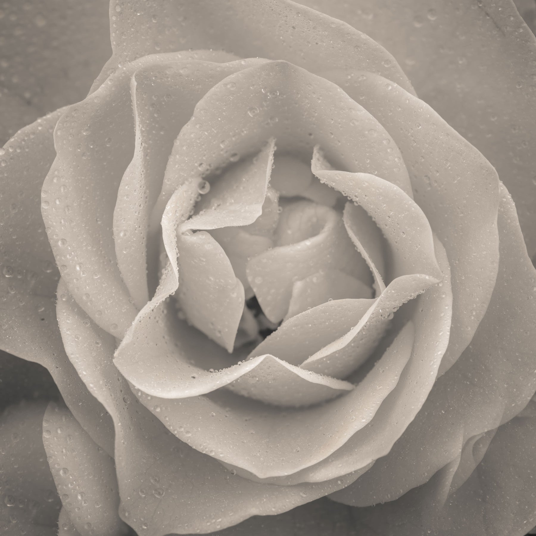 Sepia Rose Wall Mural