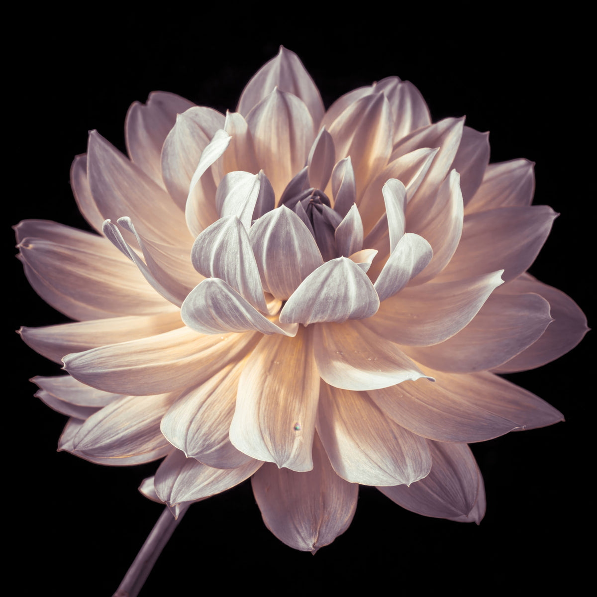Blooming Dahlia Wall Mural