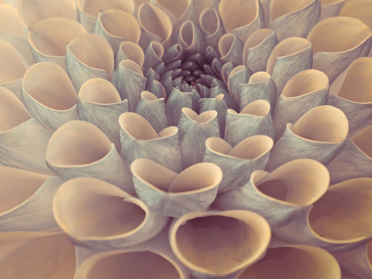 Dahlia Petals Wall Mural