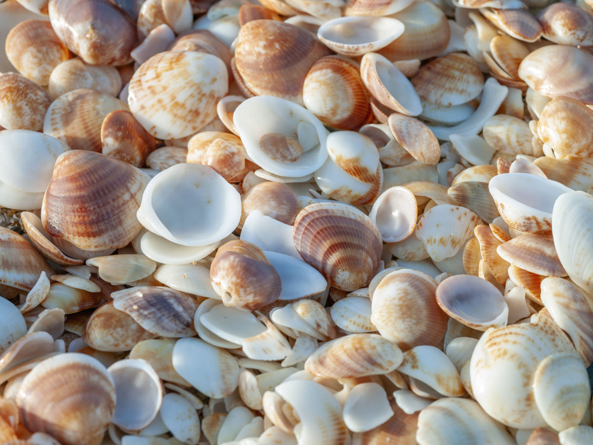 Coastal Shellscape Wall Mural in your room