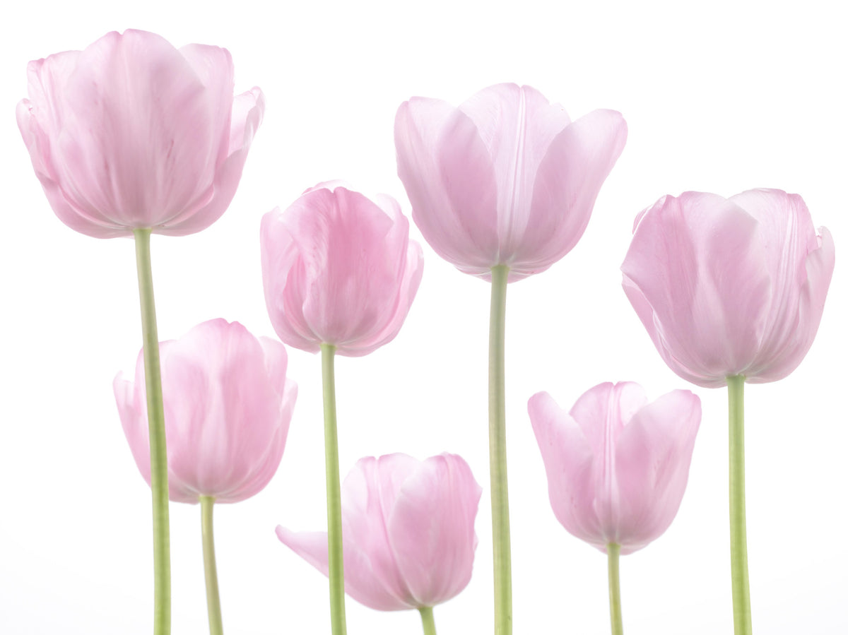 Papier peint mural Bulbes de tulipe in your room — zoomed