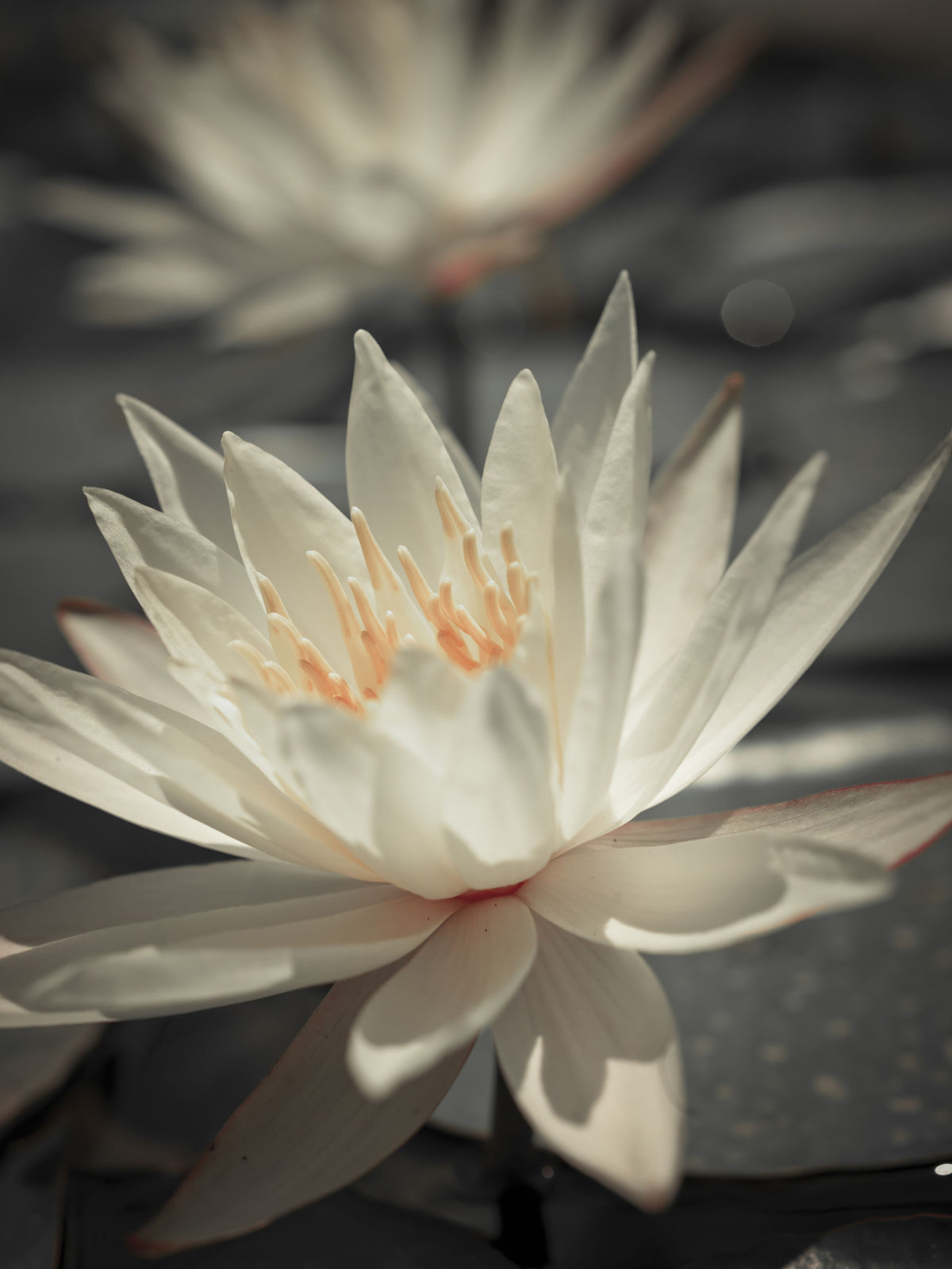 Water Lily Wall Mural in your room — zoomed