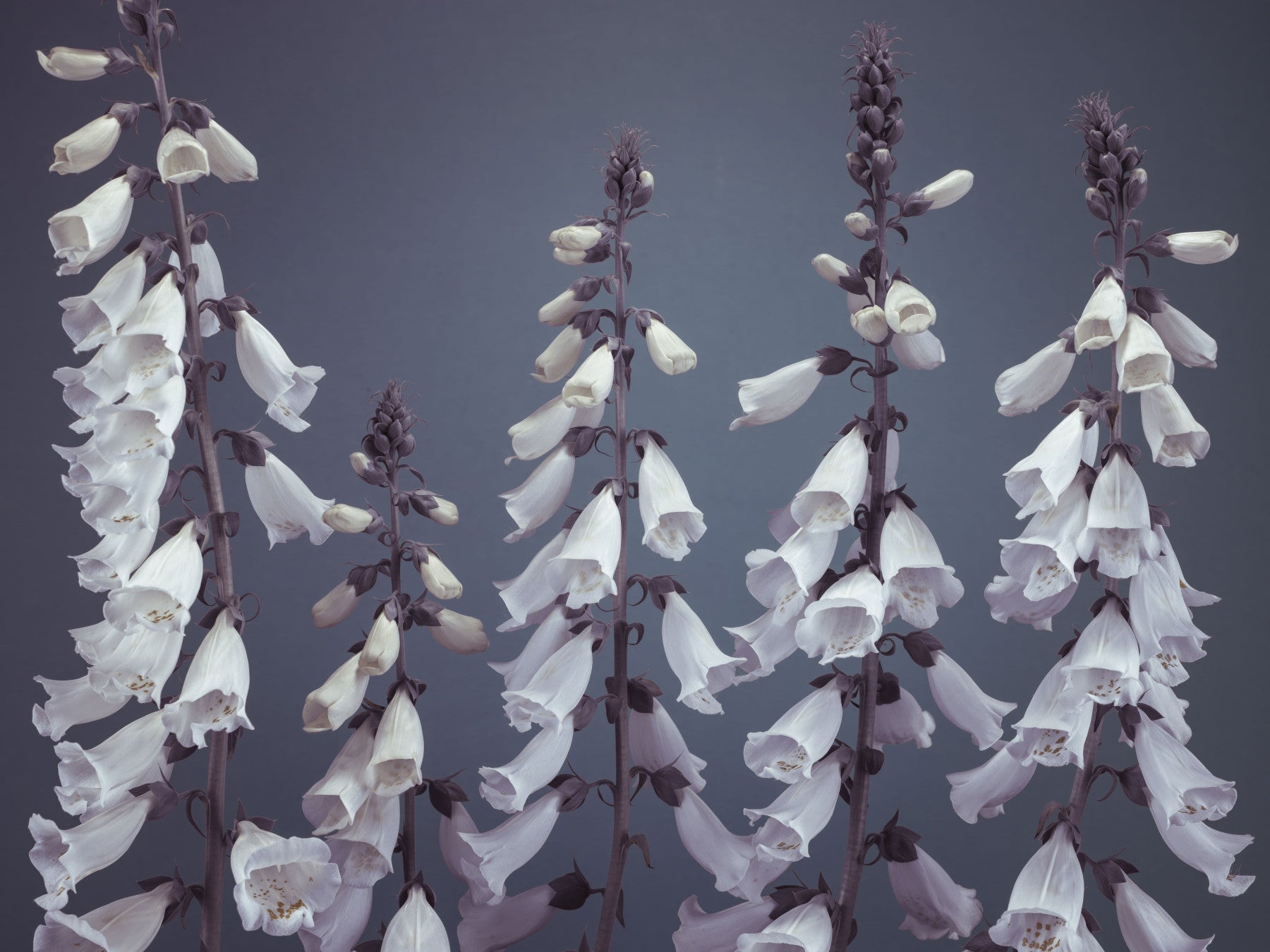 Foxglove Fantasy Wall Mural in your room — zoomed