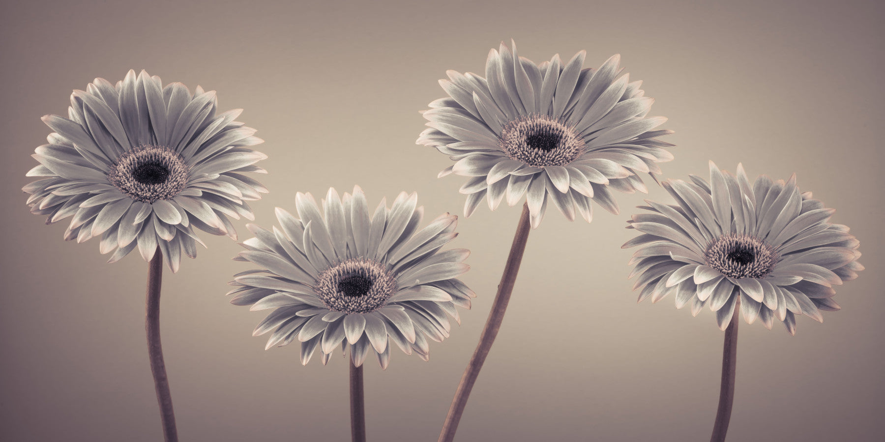 Gerbera Calm Wall Mural in your room — zoomed