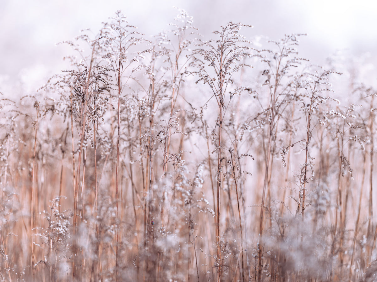 Whispering Winter Reeds Wall Mural in your room — zoomed