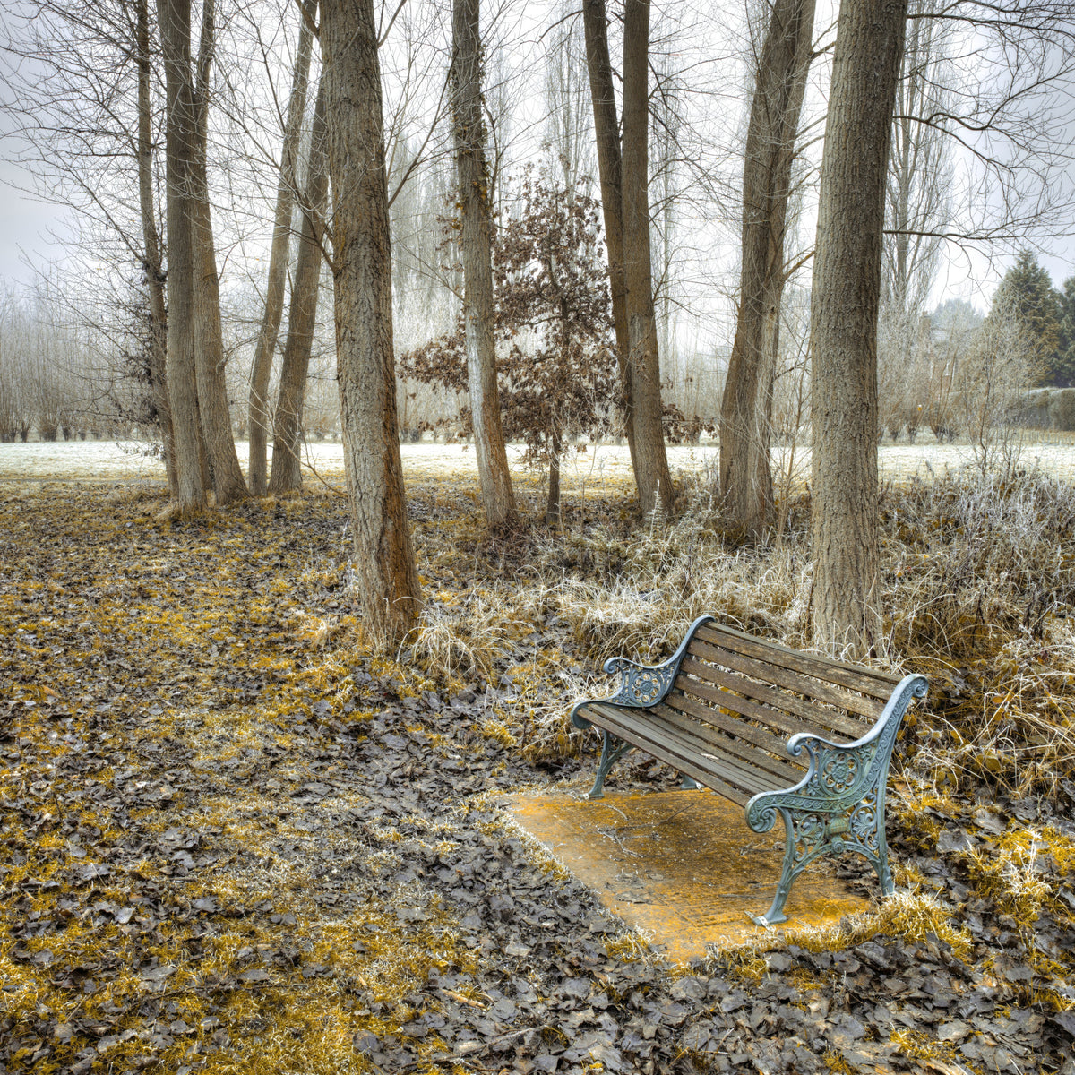 Bench at Park Wall Mural in your room — zoomed