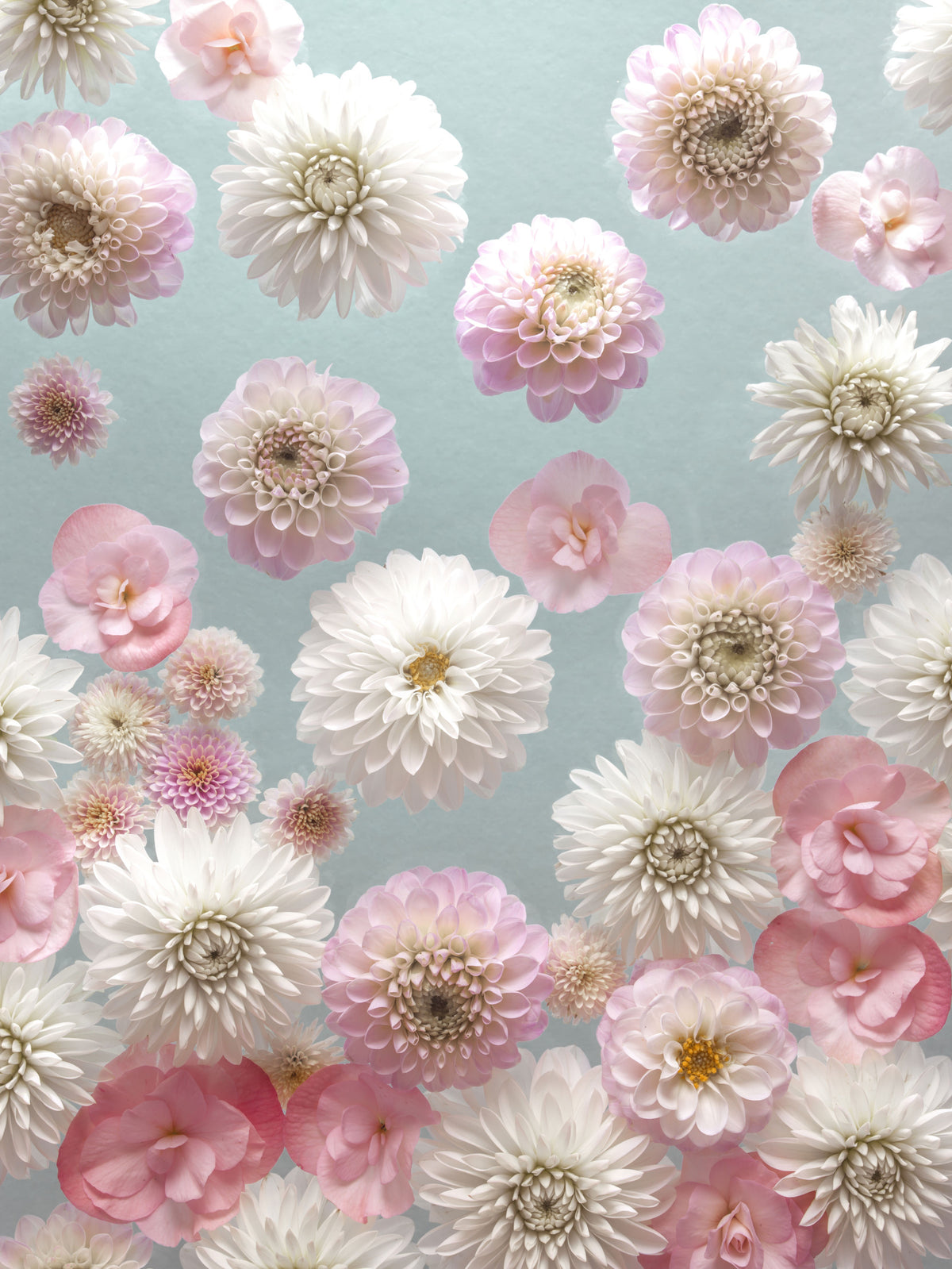 Dahlia Dance Wall Mural in your room