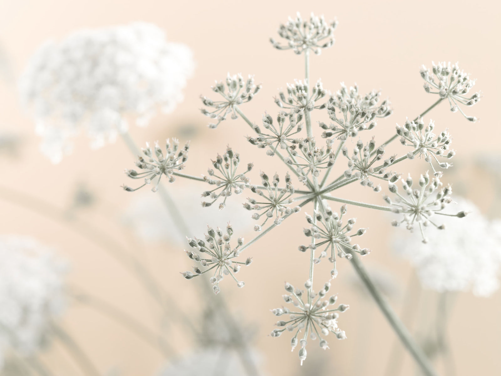 Cow Parsley Wall Mural