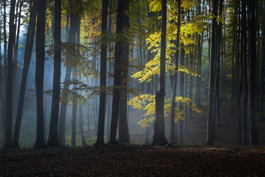 Glitzernder Wald – Wandbild – 2263351
