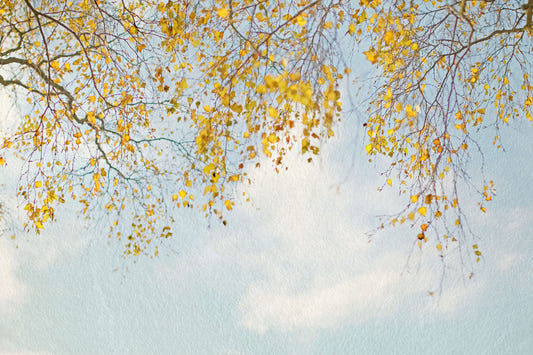 Autumn Hues Woodland Wall Mural - 2560849