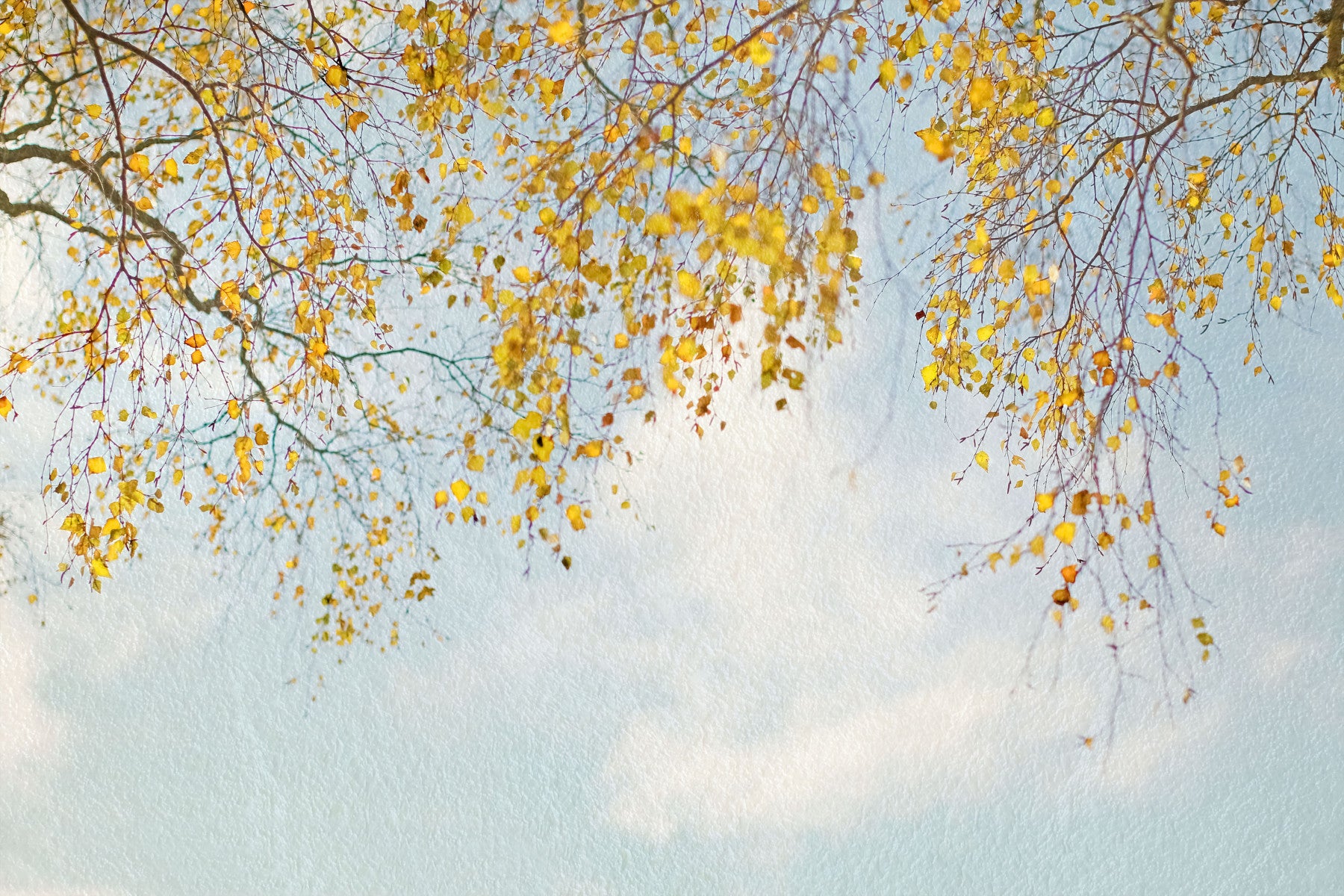 Fototapeta „Jesienne barwy lasu” – 2560849 in your room — zoomed