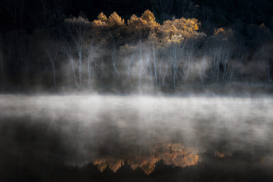 Fresque murale Forêt de brume et de lumière - 2397030