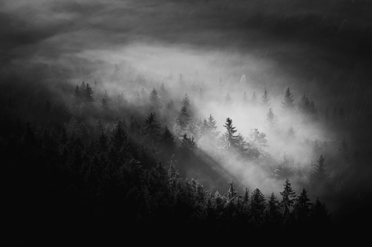 Wandbild „Nebeliger Wald“ – 2488312 in your room — zoomed